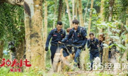 神犬小七3电视剧全集,忠诚守护，再续传奇之旅